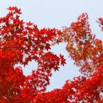 Reddish Uttara Phaguni image