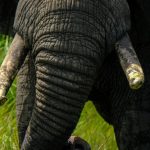 Baby NamesUttarashada