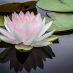 Image of Shankha Yoga