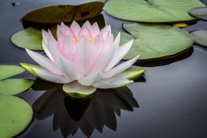 Image of Shankha Yoga